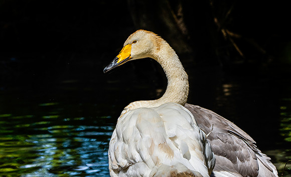 Whooper swan