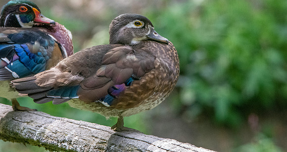 Wood duck, female