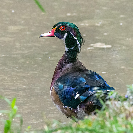Wood duck, male