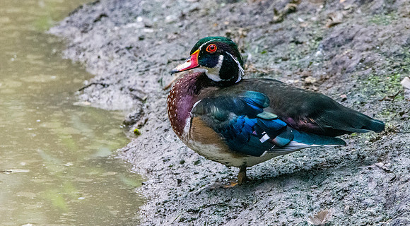 Wood duck, male