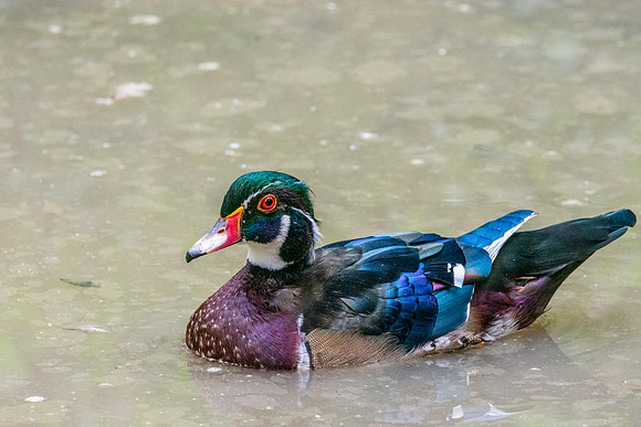 Wood duck, male