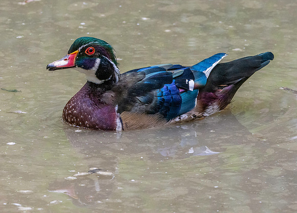 Wood duck, male