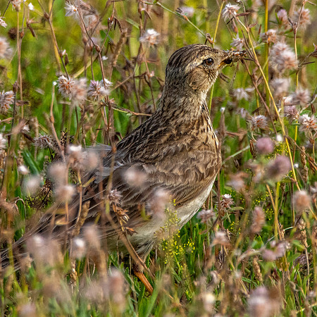 Woodlark, juvenile