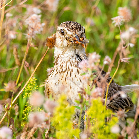 Woodlark, juvenile