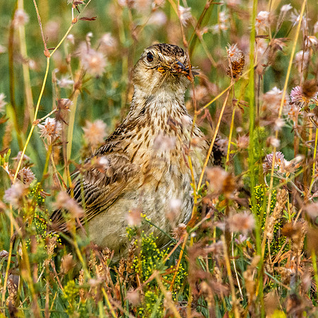 Woodlark, juvenile