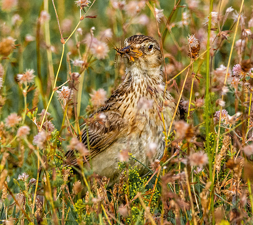 Woodlark, juvenile