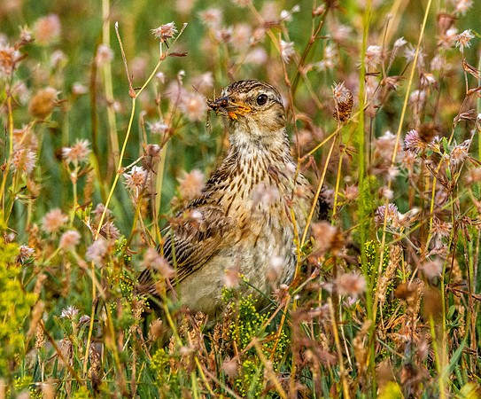 Woodlark, juvenile
