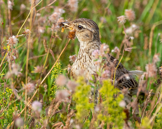 Woodlark, juvenile