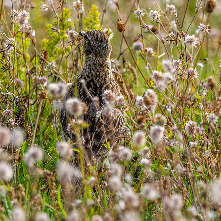 Woodlark, juvenile