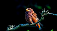 Broad billed roller