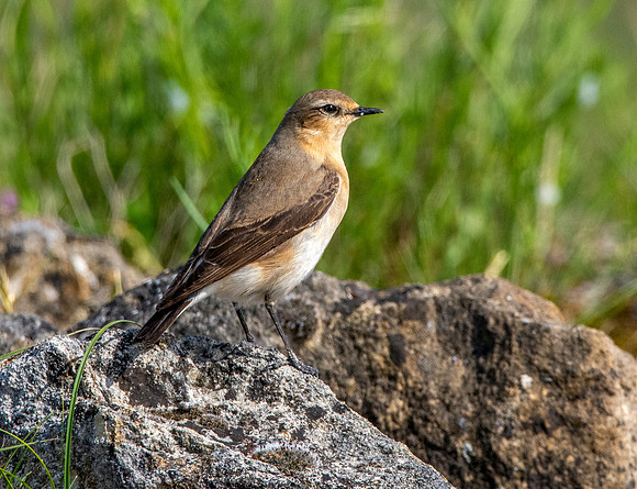 Northern Wheatear