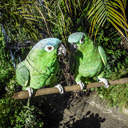 Blue crowned Mealy Parrot