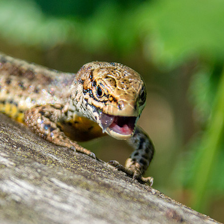 Common / viviparous lizard