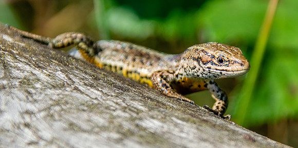 Common / viviparous lizard