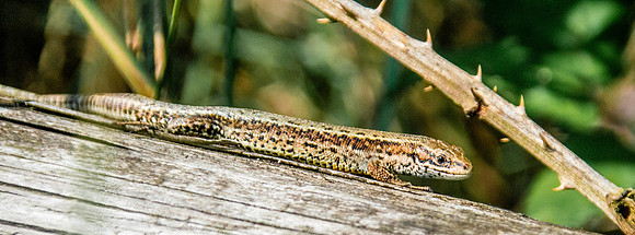 Common / viviparous lizard
