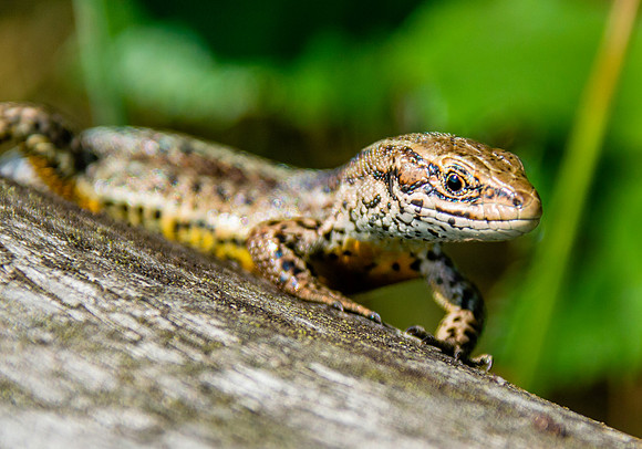 Common / viviparous lizard