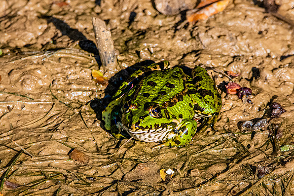 Edible frog