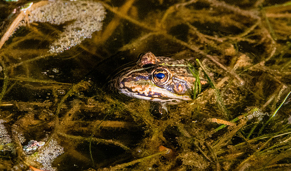 Edible frog