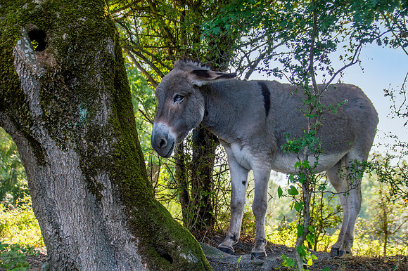Donkey