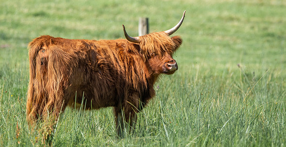Small highland cow
