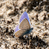 Adonis blue