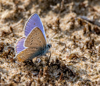 Adonis blue