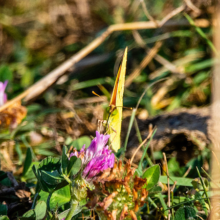Common brimstone