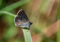 Brown Argus