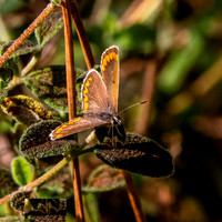 Brown Argus