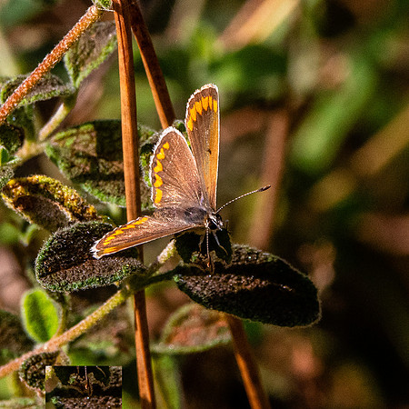 Brown Argus