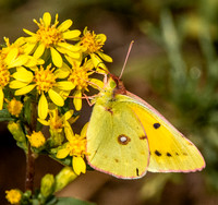 Clouded yellow