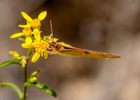 Clouded yellow