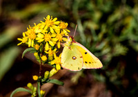 Clouded yellow