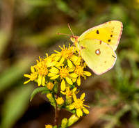 Clouded yellow