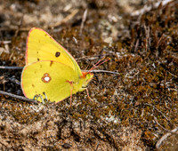 Clouded yellow