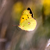 Clouded yellow