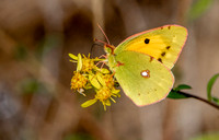 Clouded yellow