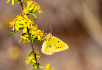Clouded yellow