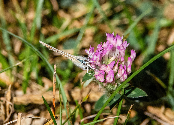 Common blue