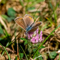 Brown argus