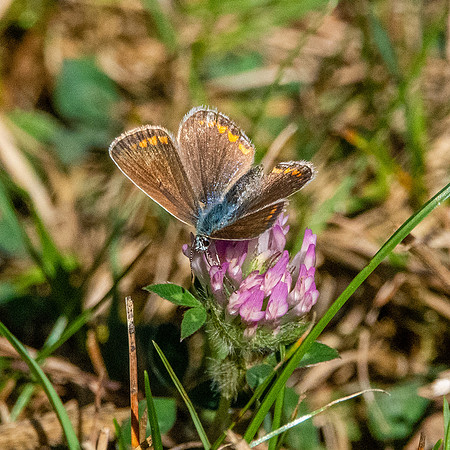 Brown argus
