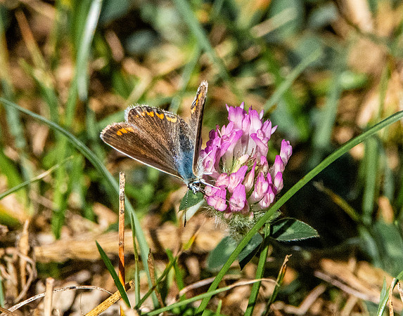 Brown argus