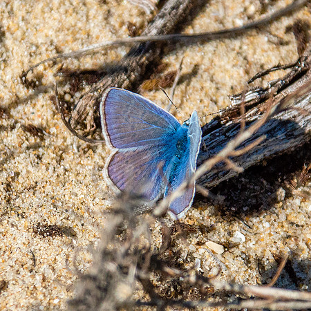 Holly blue