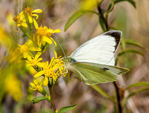 Large white butterfly