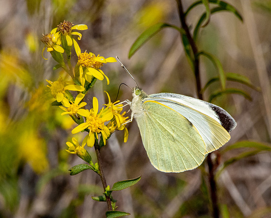 Large white butterfly