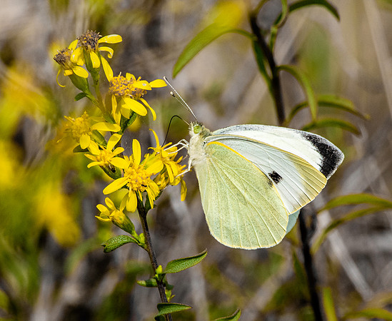 Large white butterfly