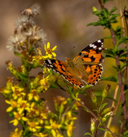Painted lady