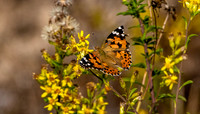 Painted lady