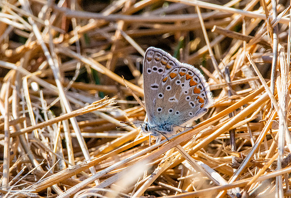 Silver studded blue