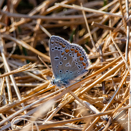 Silver studded blue